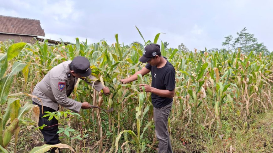 Polres Malang Mantapkan Dukungan Ketahanan Pangan Melalui Pemanfaatan Lahan Produktif